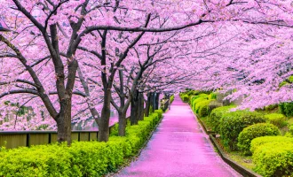 Sakura Zamanı Büyük Japonya - Diamond Princess ile 