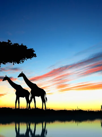 Afrika Turları