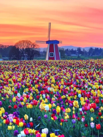 Hollanda Turları