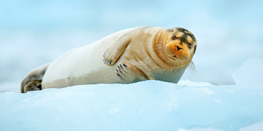 Slider Img