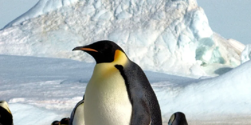 Slider Img